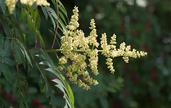 Foto de Rhus glabra - Flowers:Kent McFarland