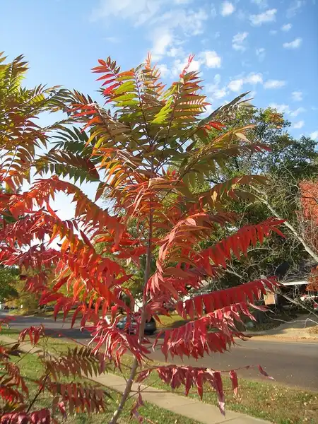 Foto de Rhus glabra - Fall color:Anne McCormack