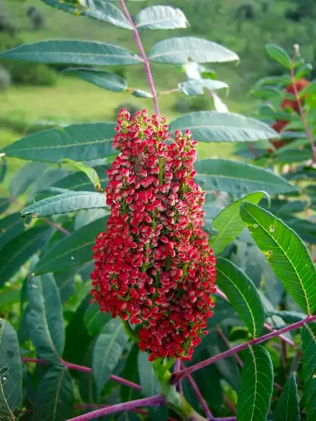 Foto de Rhus glabra - Fruit:Wendell Smith