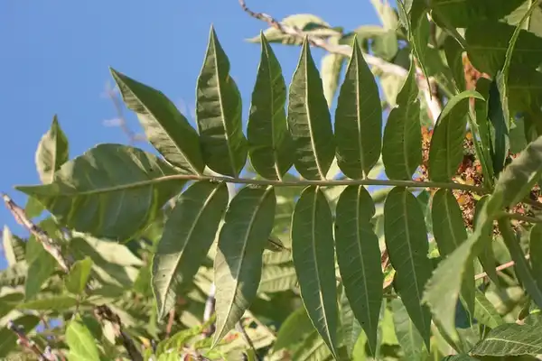 Foto de Rhus glabra - Leaf closeup:Andrey Zharkikh
