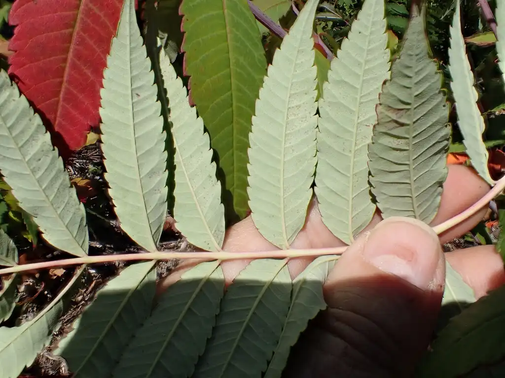 Foto de Rhus glabra - Underside of leaf:Ken Kellman