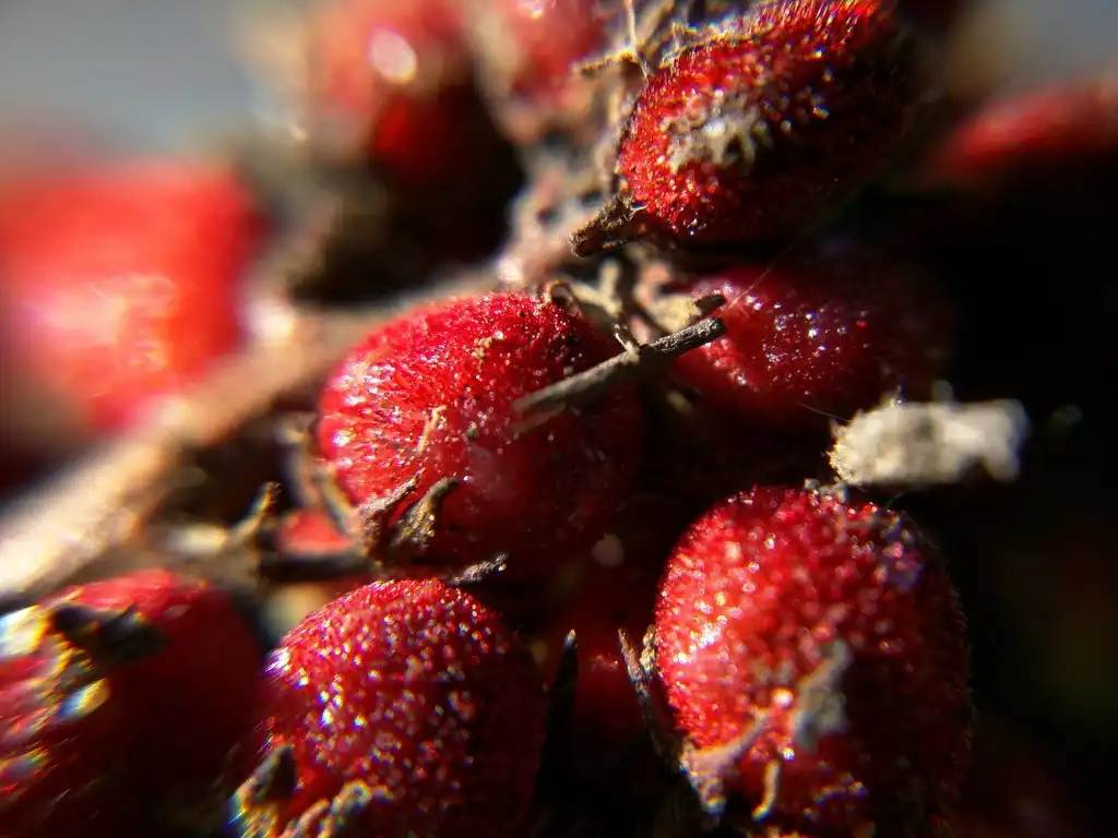 Foto de Rhus glabra - Fruit closeup:Claire O'Neill