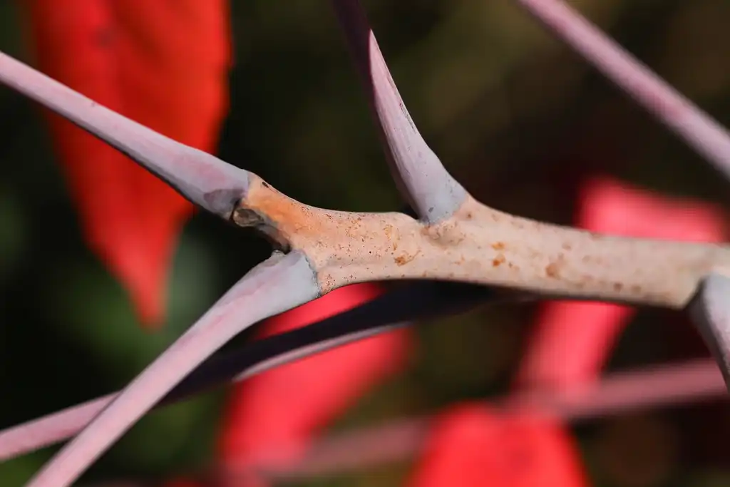 Foto de Rhus glabra - Stem:Brad Walker