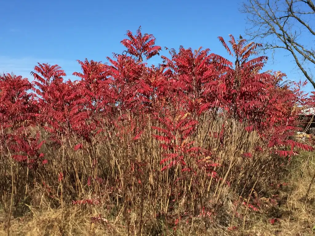 Foto de Rhus glabra - Fall color and form:Jim Robbins