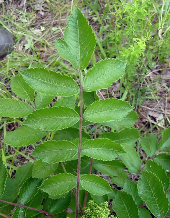 Photo of Rhus michauxii (Rhus michauxiis)
