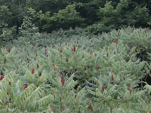 Foto de Rhus typhina (Rhus typhinas)