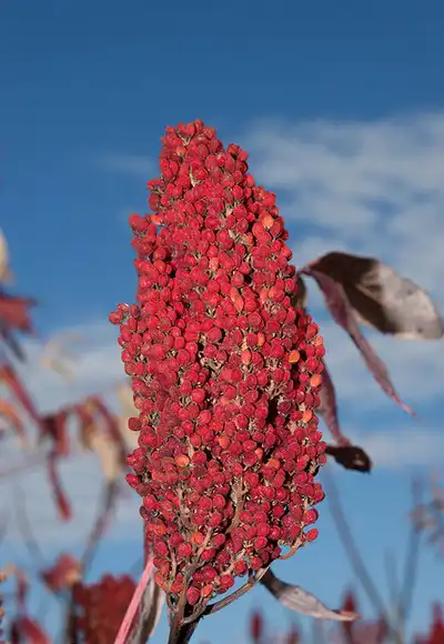 Foto de Rhus typhina (Rhus typhinas)