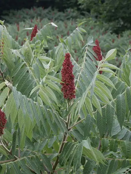Foto de Rhus typhina - Compound leaves and red fruits.:Scott Zona