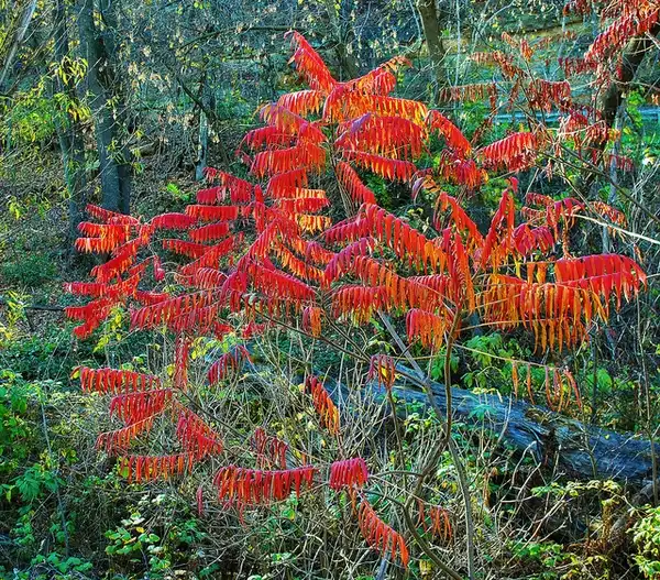 Foto de Rhus typhina - Red fall color:Aaron Carlson