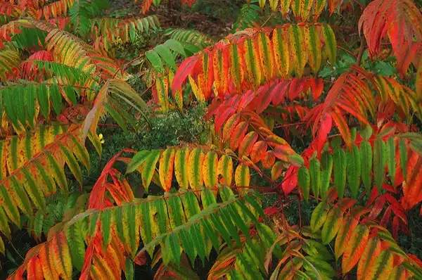 Foto de Rhus typhina - Leaves turn red in the fall.:InAweOfGod'sCreation