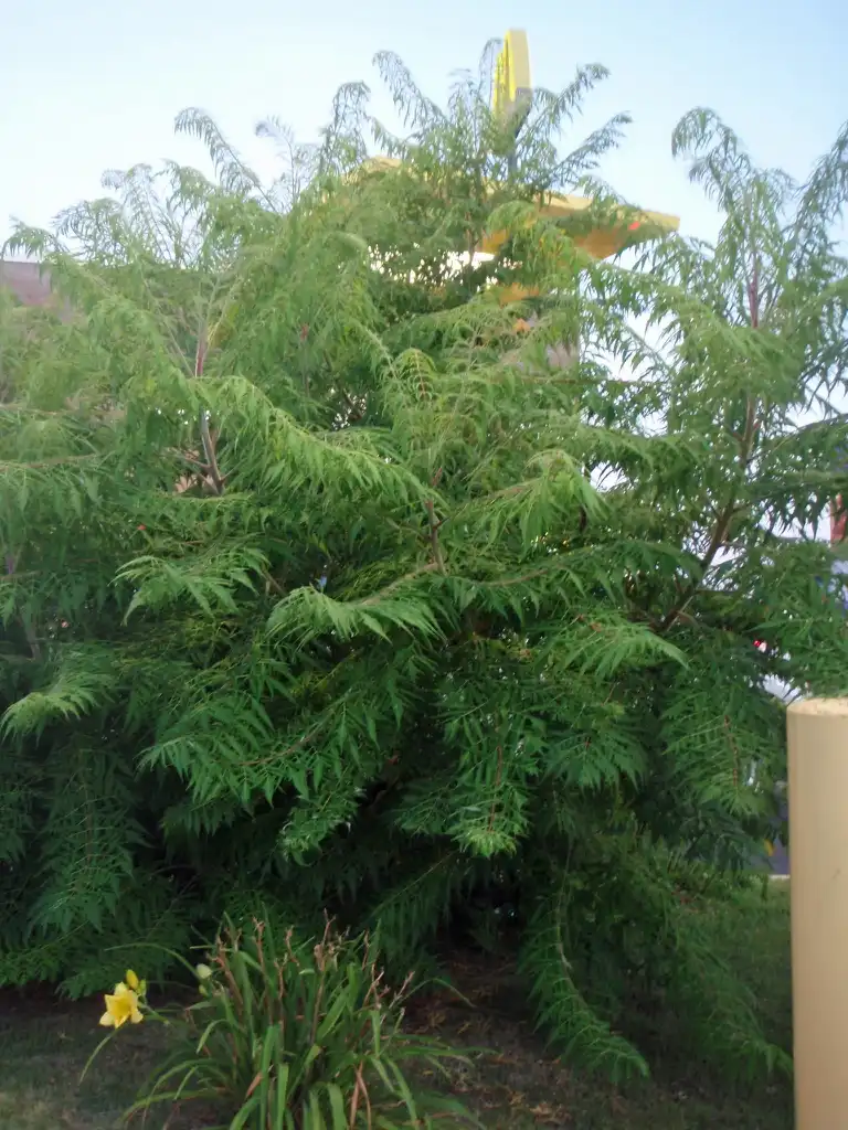 Foto de Rhus typhina - 'Laciniata' Form:Jim Robbins