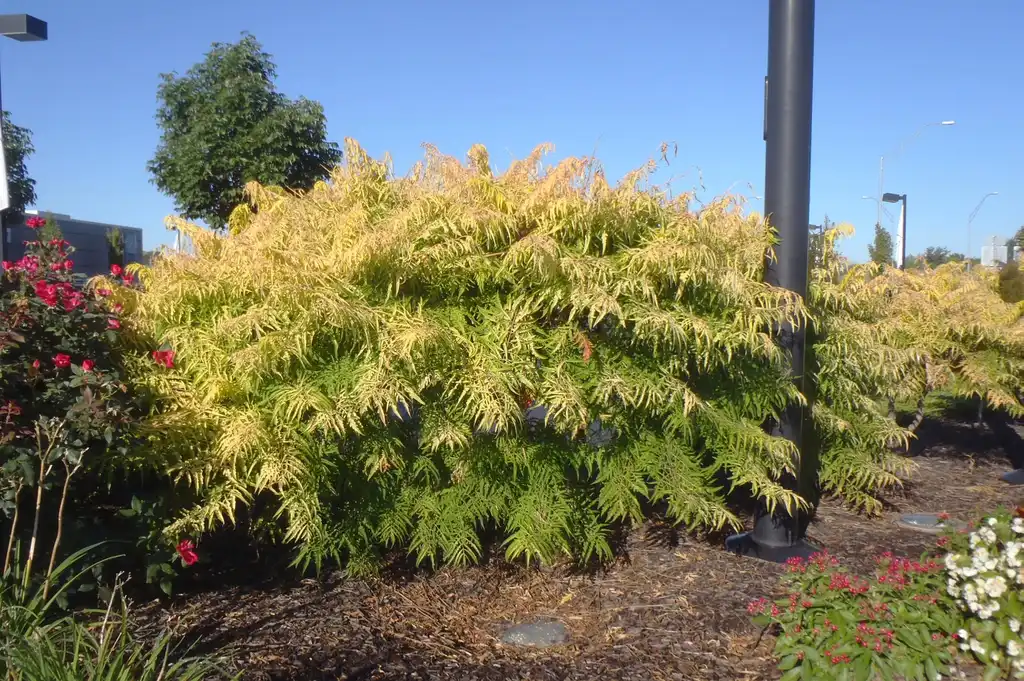 Foto de Rhus typhina - 'Tiger Eyes' Full Form:Jim Robbins