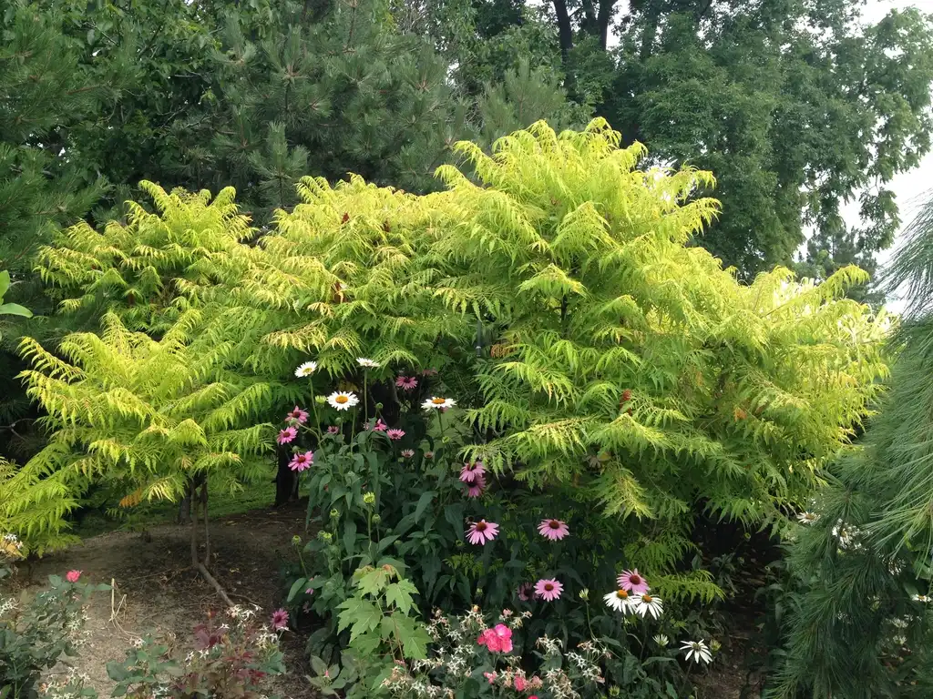 Foto de Rhus typhina - 'Tiger Eyes' Form:Jim Robbins