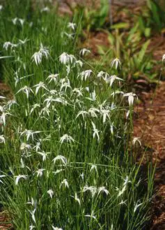 Photo of Rhychospora latifolia (Rhychospora latifolias)
