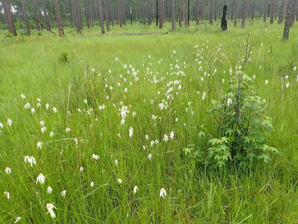 Photo of Rhynchospora latifolia (Rhynchospora latifolias)