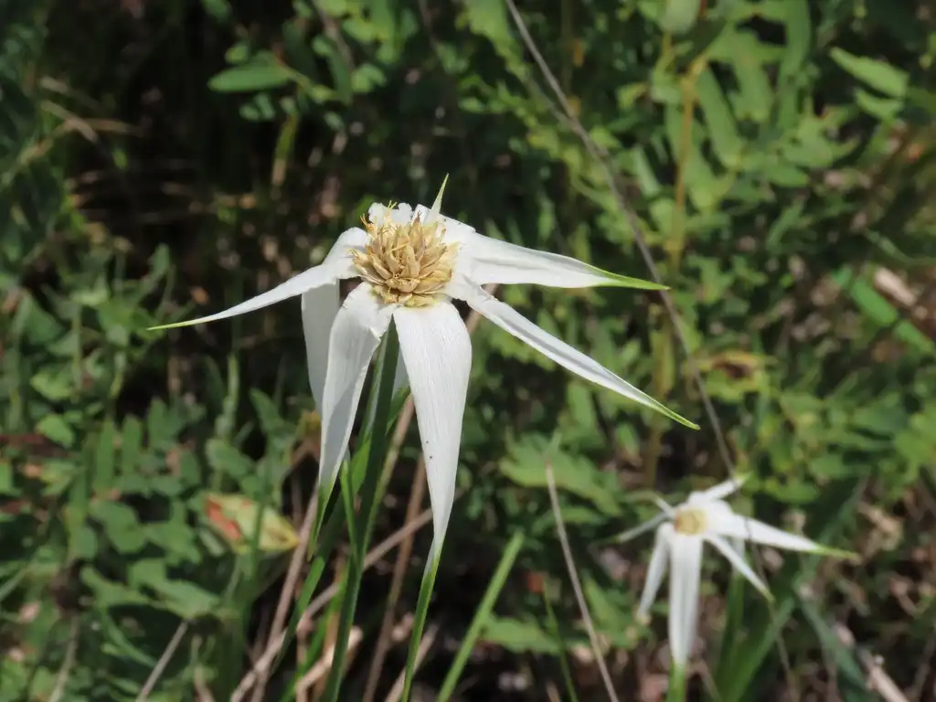 Photo of Rhynchospora latifolia (Rhynchospora latifolias)