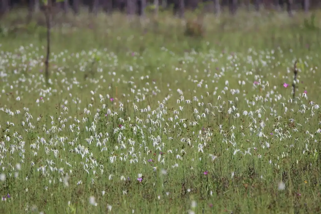 Photo of Rhynchospora latifolia - Naturalized:Lauren