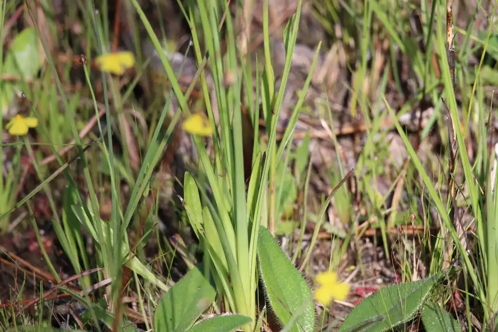Photo of Rhynchospora latifolia - Leaves:Lauren