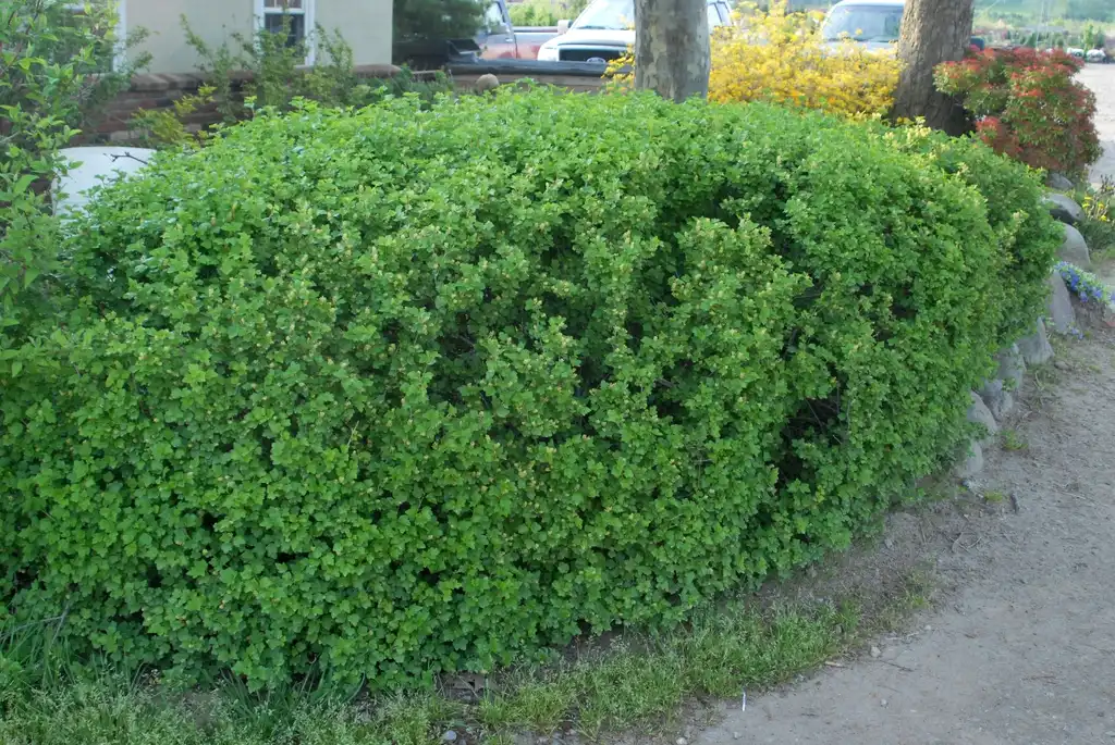 Photo of Ribes alpinum (Ribes alpinums)