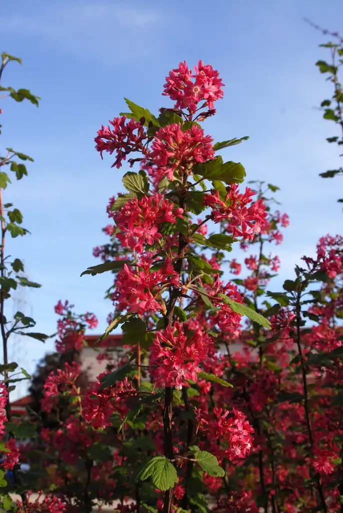 Photo of Ribes sanguineum (Ribes sanguineums)