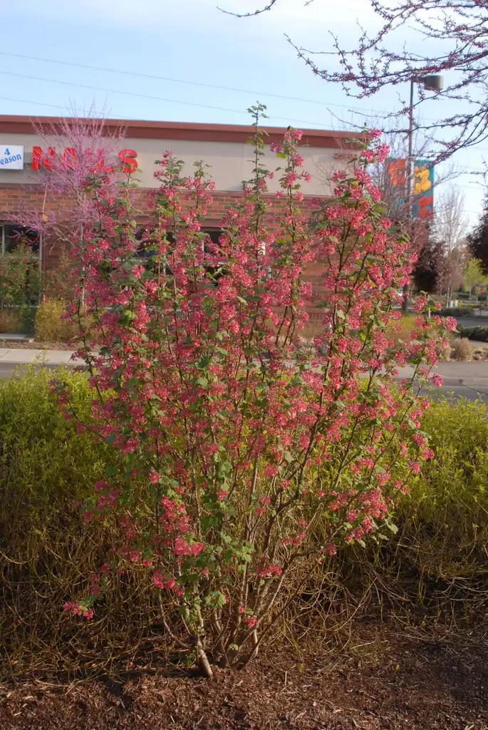 Photo of Ribes sanguineum (Ribes sanguineums)