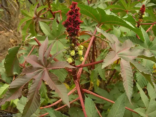 Foto de Ricinus communis (Ricinus communiss)
