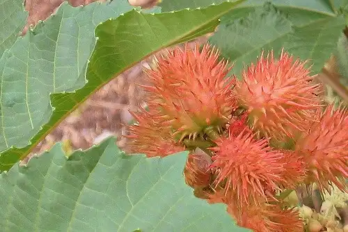 Foto de Ricinus communis (Ricinus communiss)