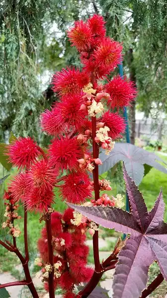 Foto de Ricinus communis - :Ed Ogle