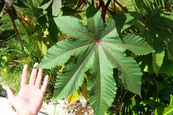 Foto de Ricinus communis - :bigisbetter
