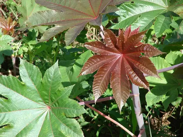 Foto de Ricinus communis - :Forest and Kim Starr