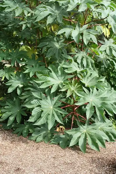 Foto de Ricinus communis - :Garden Solutions
