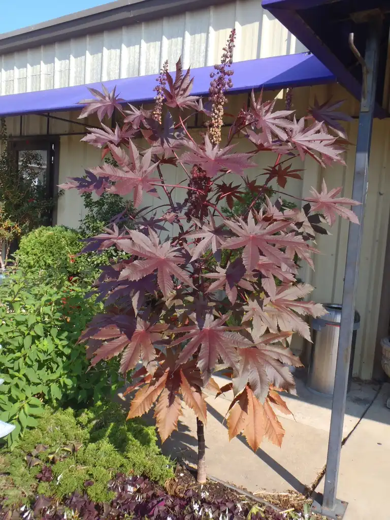 Foto de Ricinus communis - Form:Jim Robbins