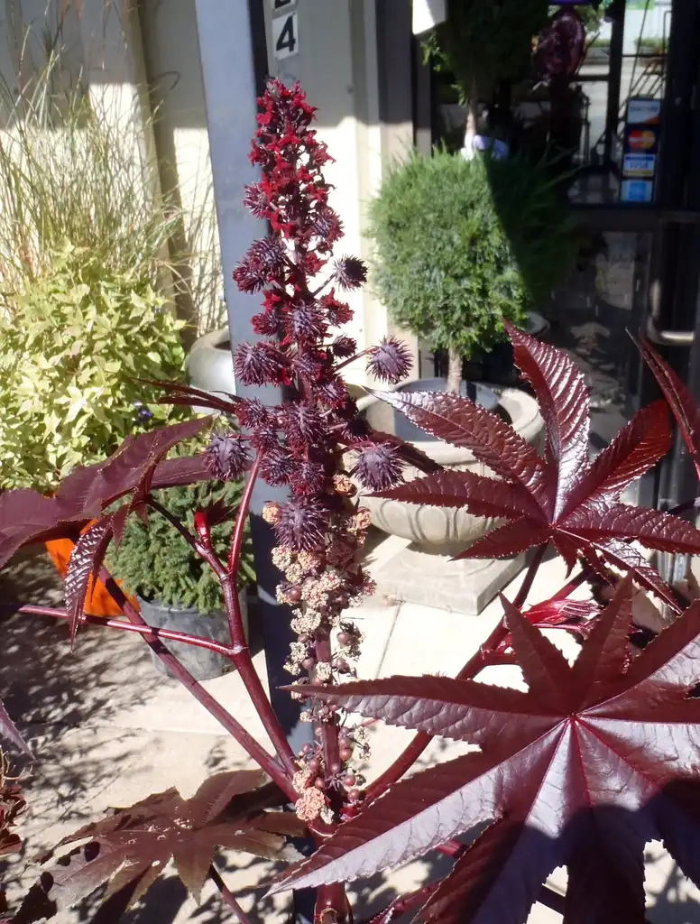 Foto de Ricinus communis - Flower and Leaves:Jim Robbins