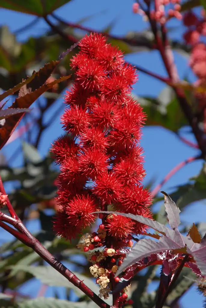 Foto de Ricinus communis - Fruit and Flower:Jim Robbins