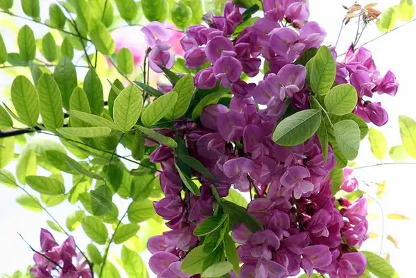 Photo of Robinia hispida (Robinia hispidas)