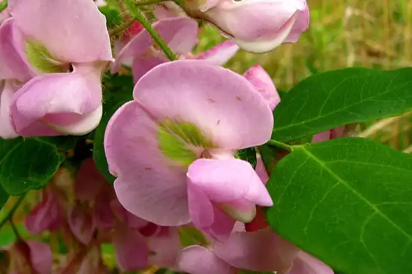 Photo of Robinia hispida (Robinia hispidas)