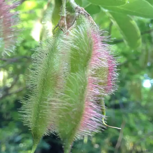 Photo of Robinia hispida - Fruits:Kristine Paulus