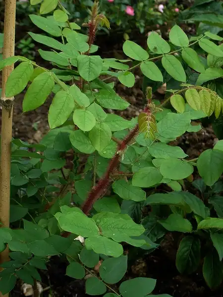 Photo of Robinia hispida - Compound leaves:peganum