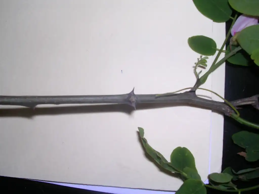 Photo of Robinia hispida - Spines:Jim Robbins