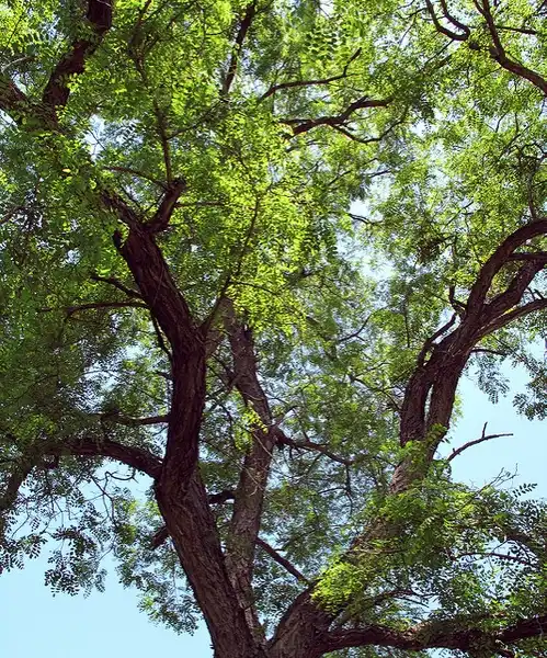 Foto de Robinia pseudoacacia (Robinia pseudoacacias)