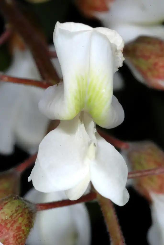Foto de Robinia pseudoacacia (Robinia pseudoacacias)