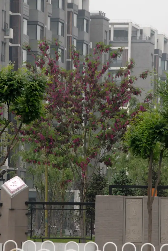 Foto de Robinia pseudoacacia - 'Purple Robe' Full Form:Jim Robbins