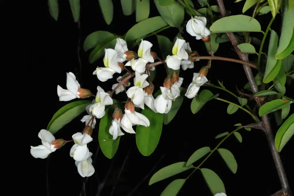 Foto de Robinia pseudoacacia - Raceme of flowers (Guilford County, NC)-Mid Spring:Douglas Goldman, USDA