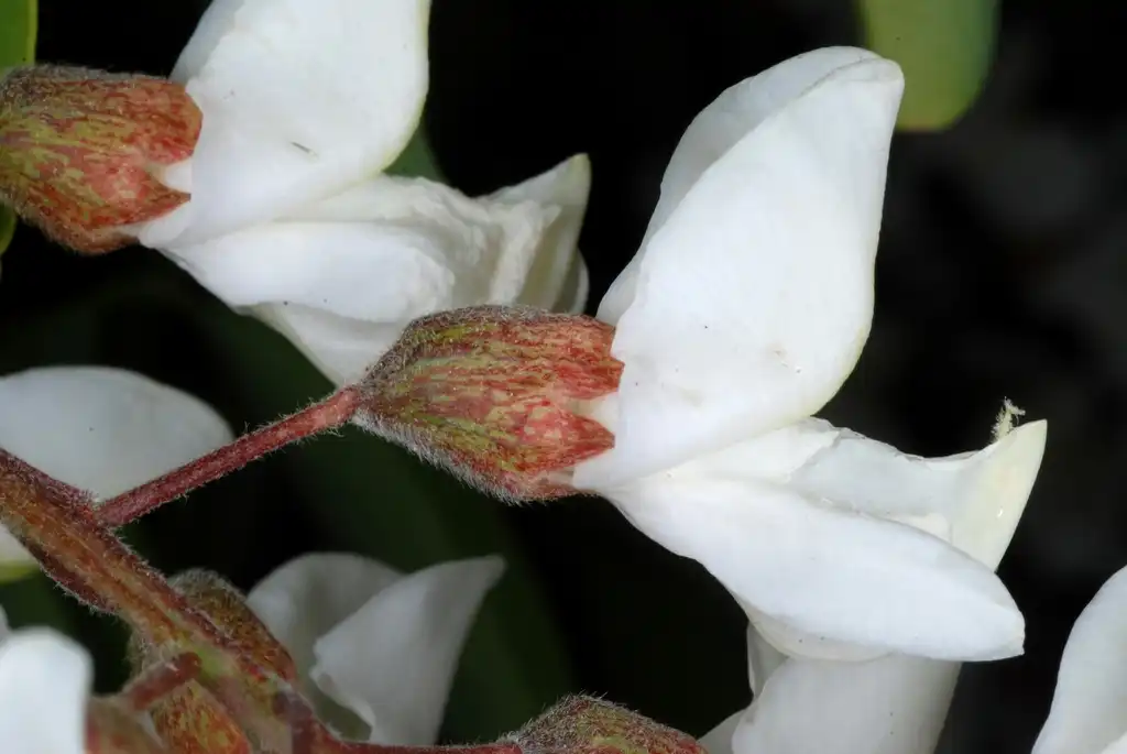 Foto de Robinia pseudoacacia - Side view of flowers (Guilford County, NC)-Mid Spring:Douglas Goldman, USDA