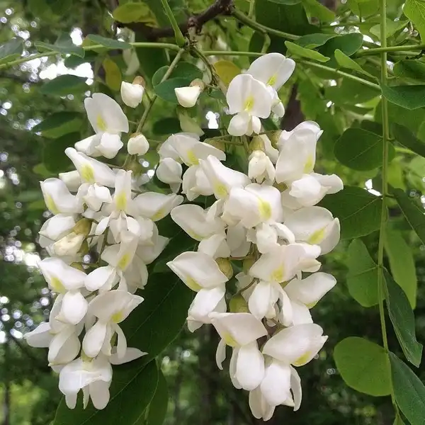Foto de Robinia pseudoacacia - Robinia pseudoacacia flower detail:Photo by Kristine Paulus