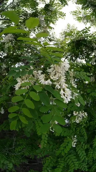 Foto de Robinia pseudoacacia - Raceme of flowers:Photo by Thayne Tuason