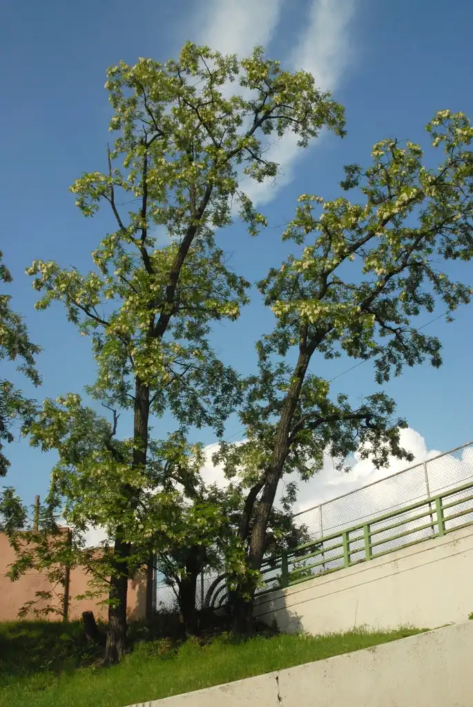 Foto de Robinia pseudoacacia - Form:Jim Robbins