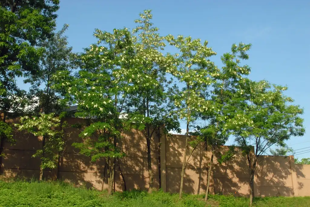 Foto de Robinia pseudoacacia - Flower Form:Jim Robbins