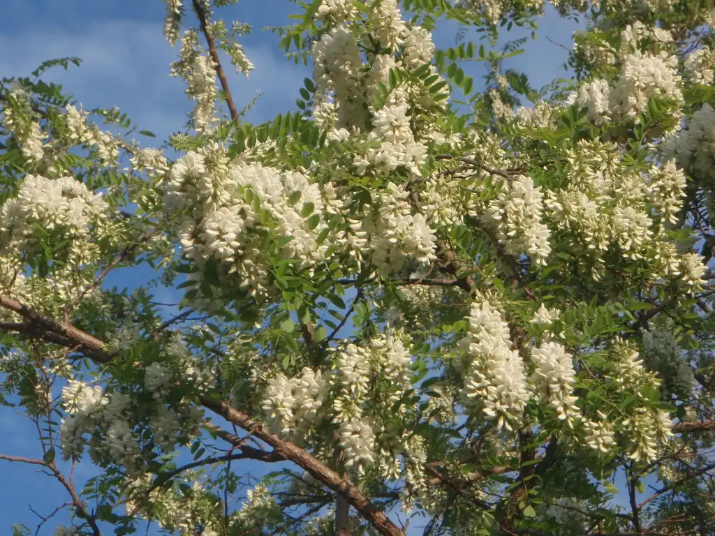 Foto de Robinia pseudoacacia - Flowers:Jim Robbins