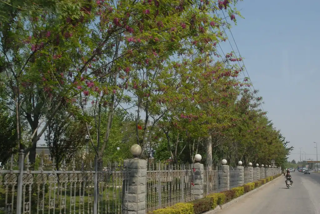 Foto de Robinia pseudoacacia - 'Purple Robe' Tree Line:Jim Robbins